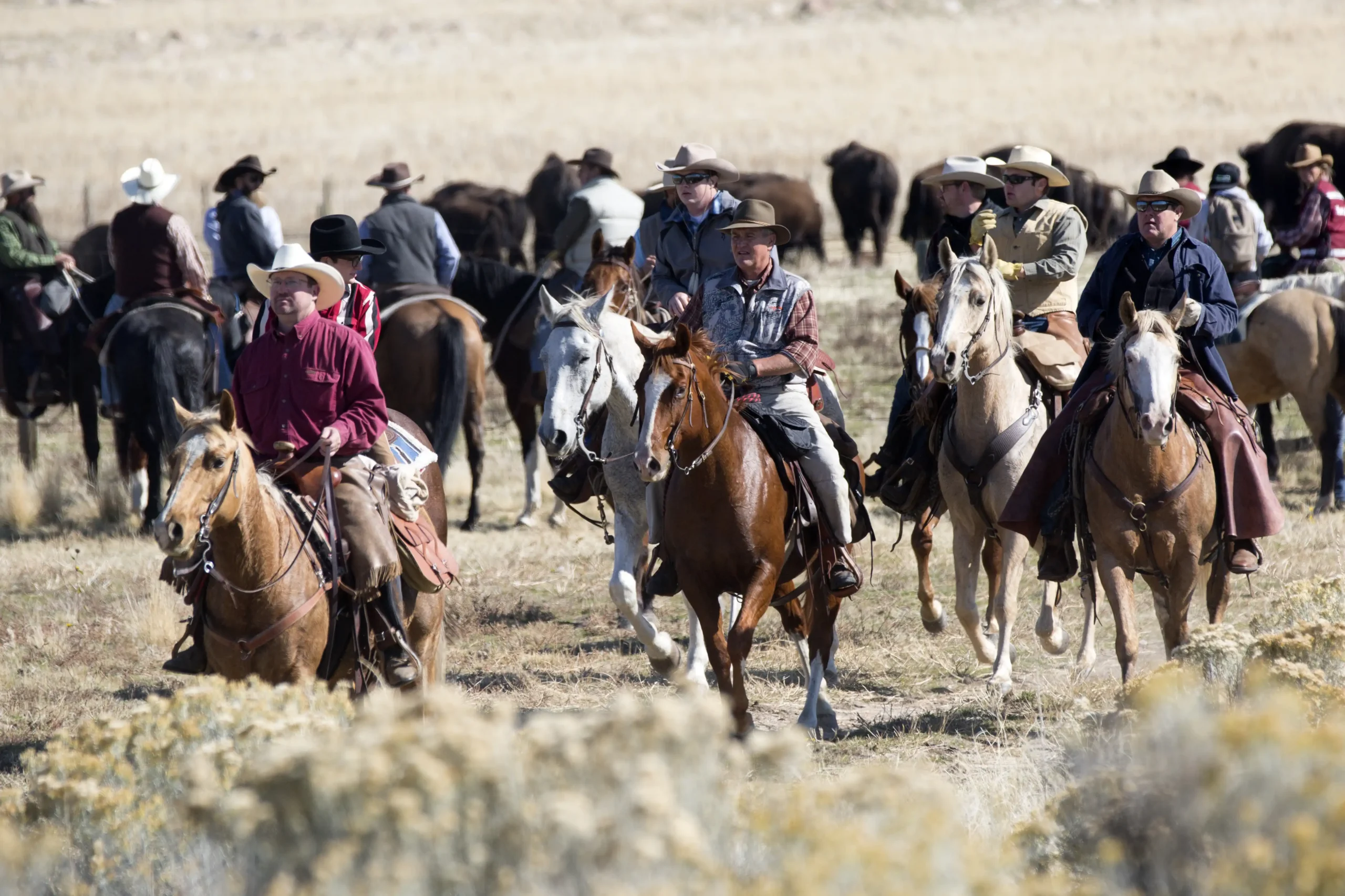 People on horses rounding up buffalo