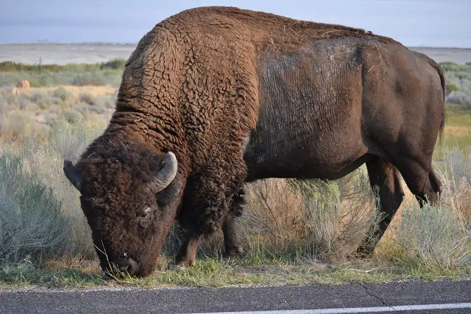 A bison grazes near the edge of a road with grass and shrubs in the background.