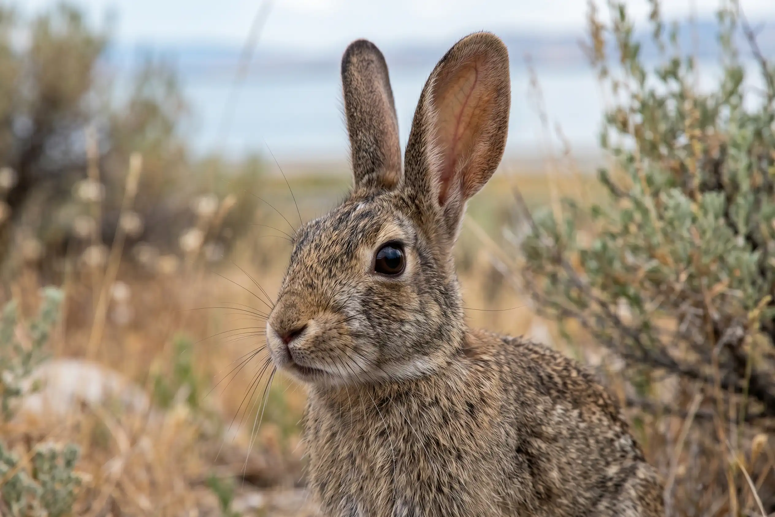 Cottontail rabbit in the bushes