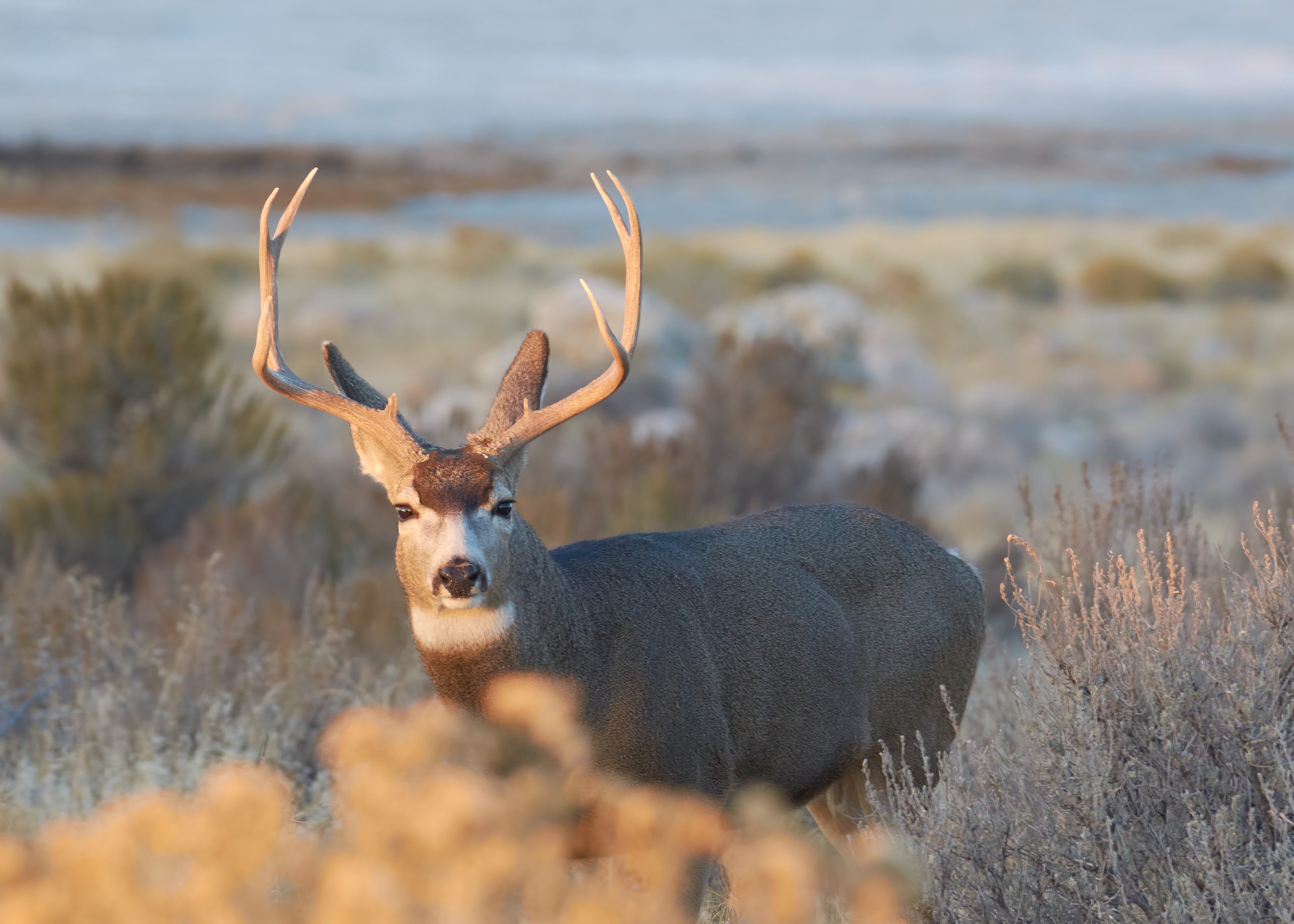 Mule deer in the brush