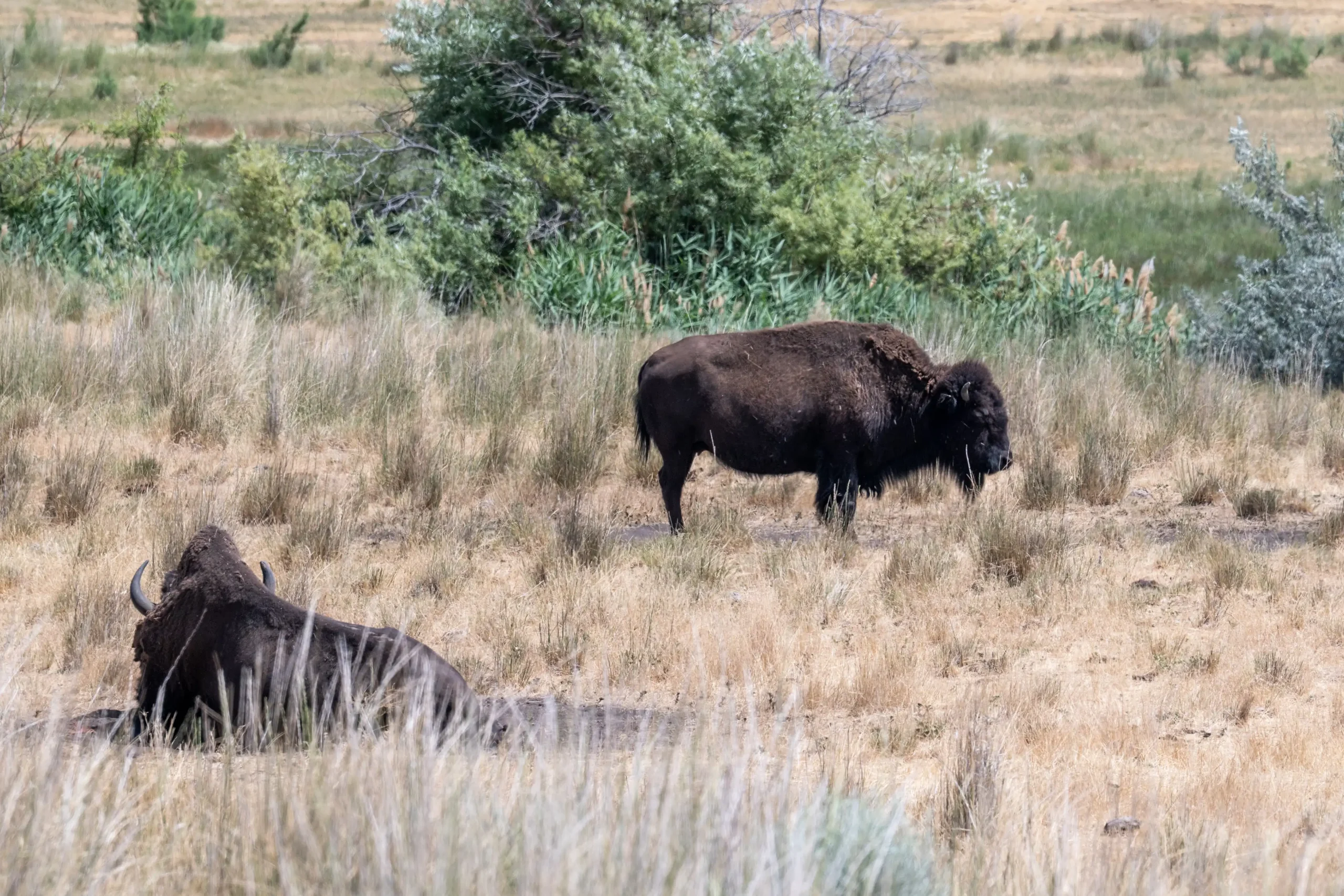 Two bison in a grassy field, one standing and one lying down, with brush in the background.