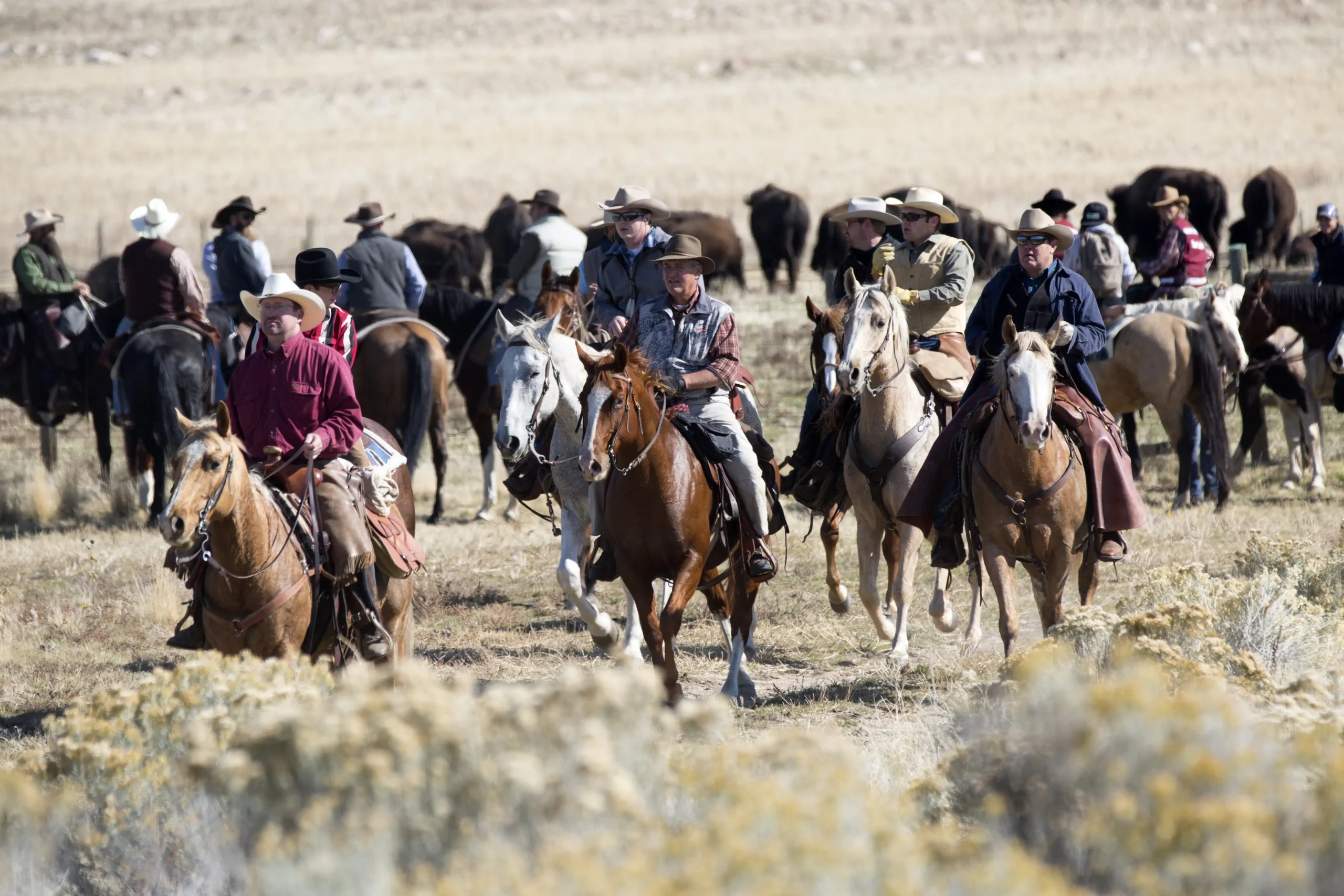 Cowboys on horses herd cattle across a grassy field under a clear sky.