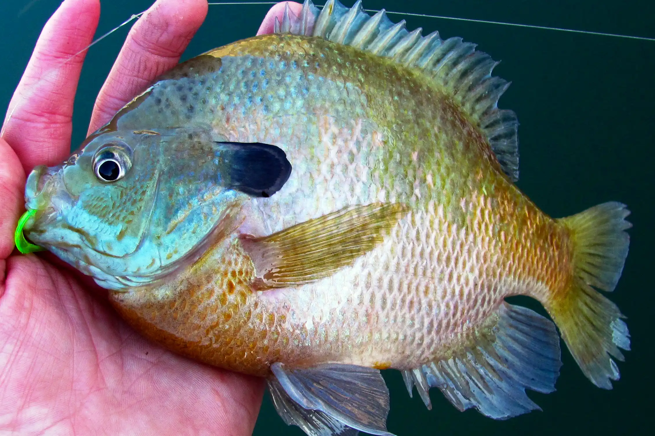 A person holds a colorful bluegill fish with green and gold scales.