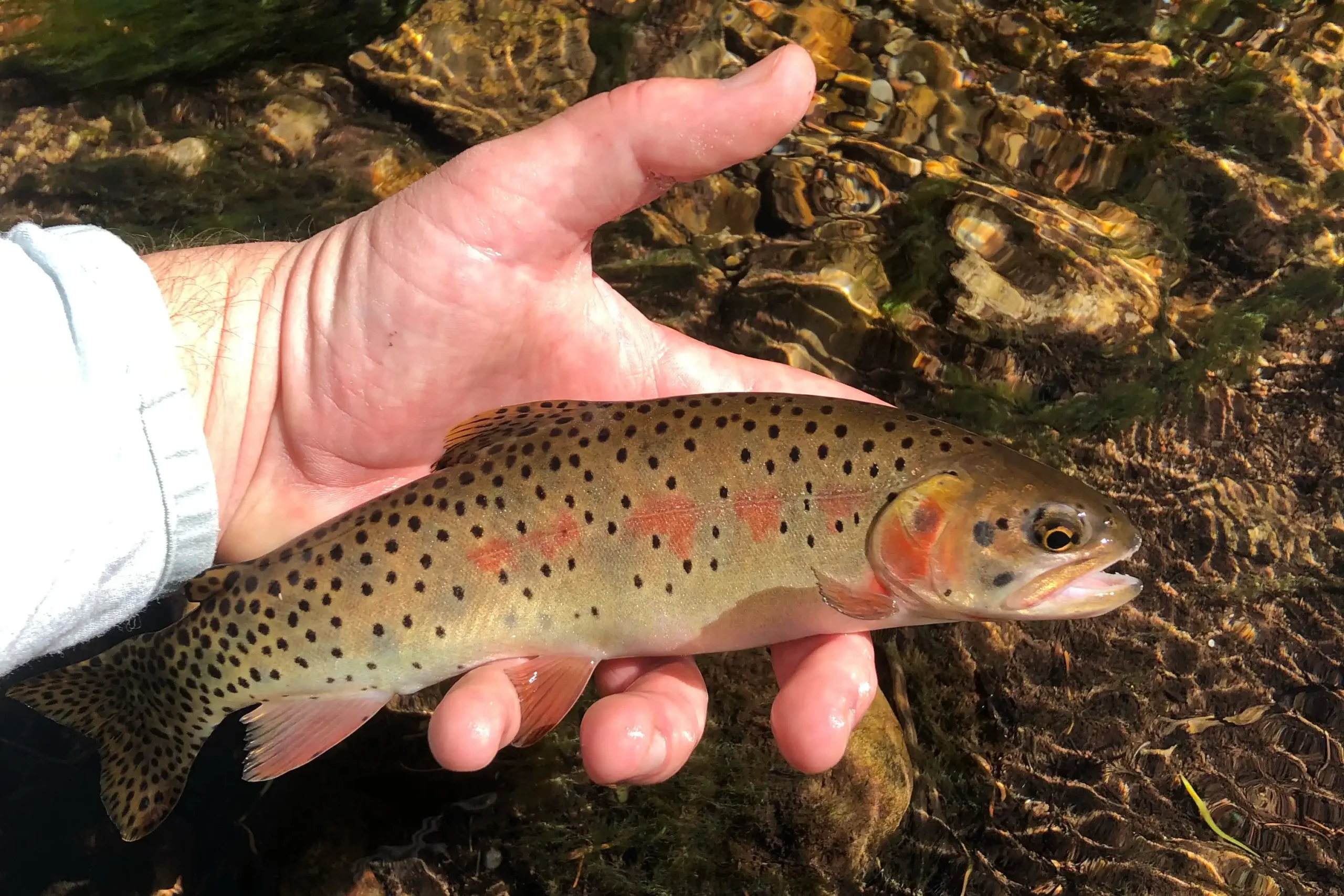 Hand holding a small spotted trout over shallow, clear water with rocks visible below.