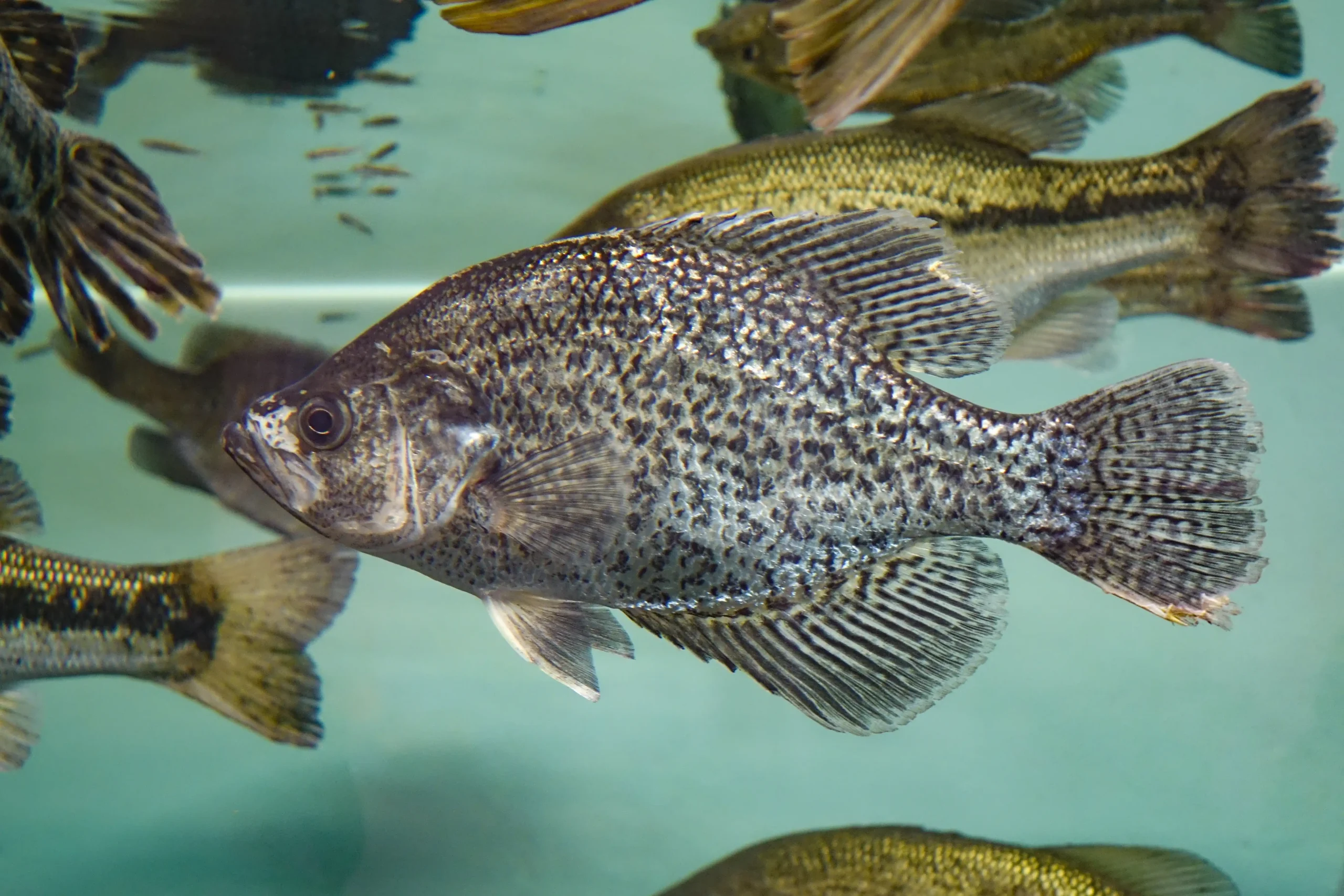 A black crappie fish with speckled scales swimming in clear water with other fish.