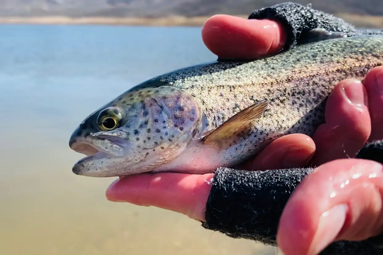 Gloved hands holding a freshly caught trout by a lake.