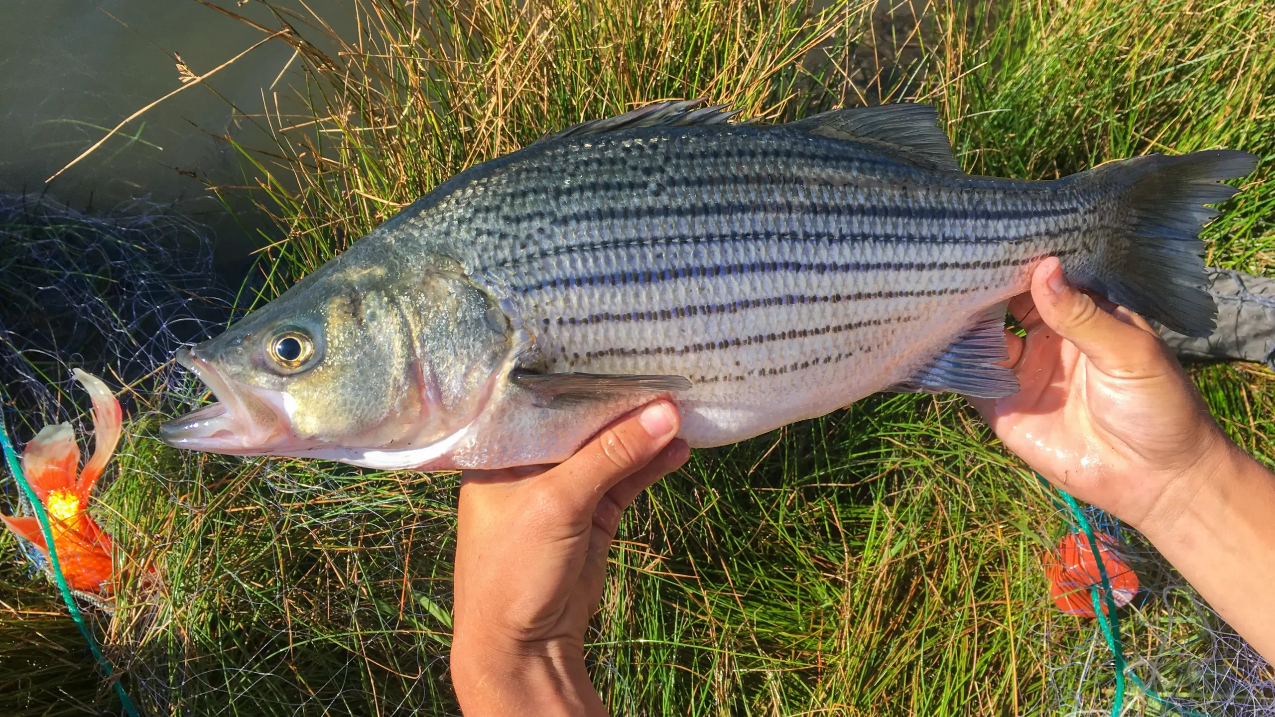 A person holds a striped bass fish near grassy water, with a fishing net and lure visible.