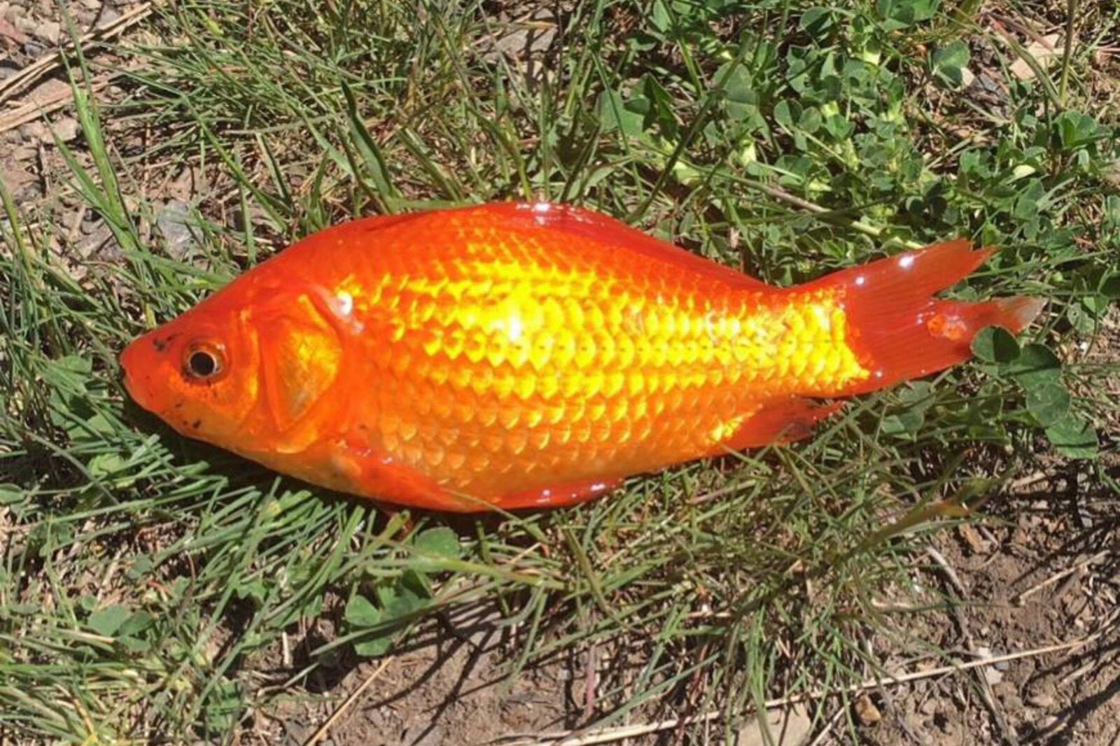 Bright orange fish lies on green grass and dirt, its scales glistening in the sunlight.