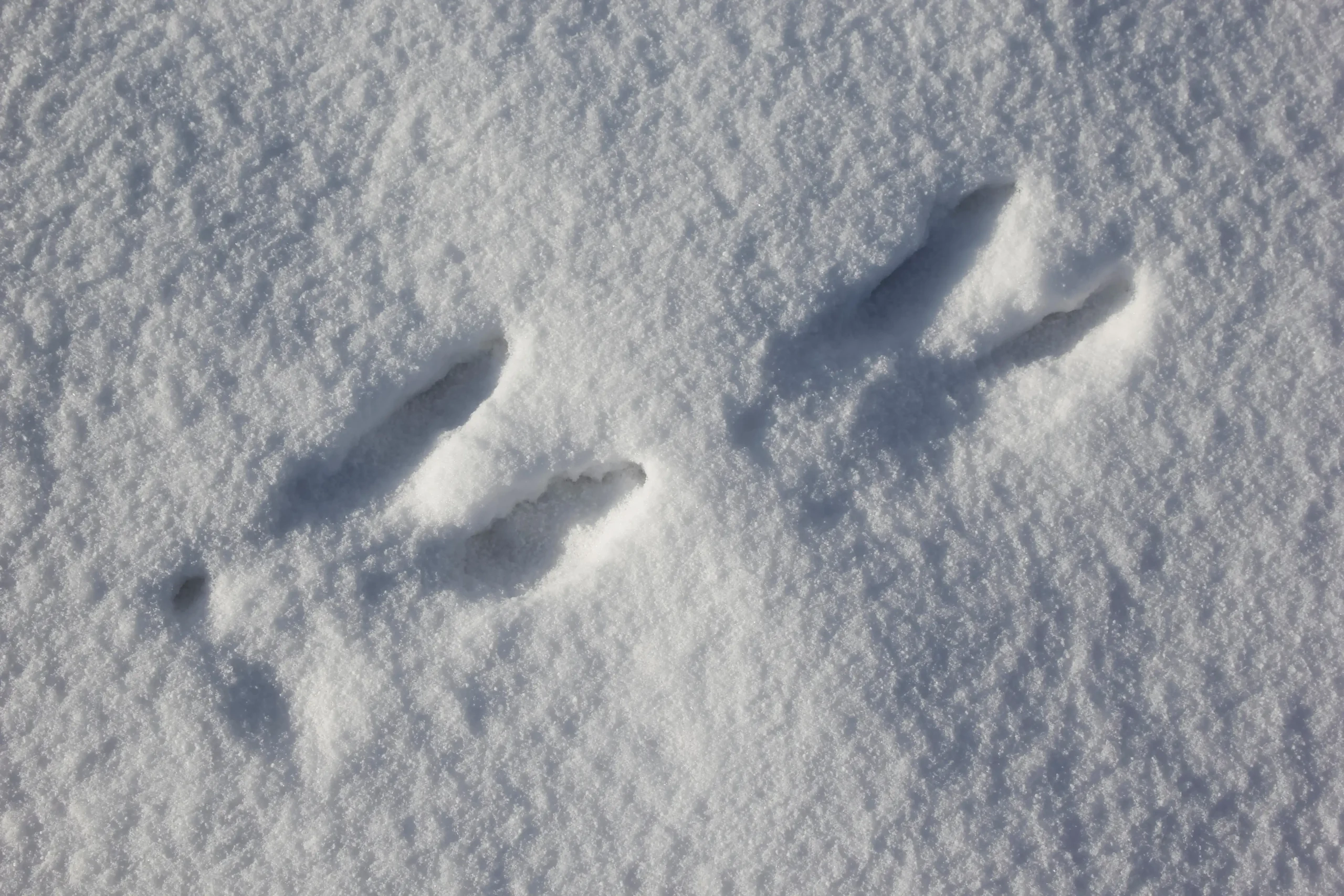 Two moose tracks in fresh, undisturbed snow.
