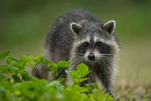 A raccoon stands alert among green plants, facing the camera.