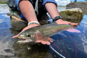 Person holding a rainbow trout in shallow water, showing its colors and details.