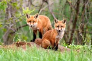 Two young red foxes standing on grass with a blurred green forest background.