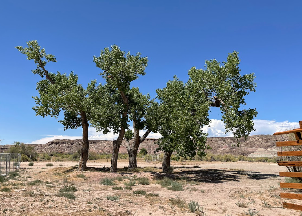 A tree in a desert landscape at Utahraptor state park