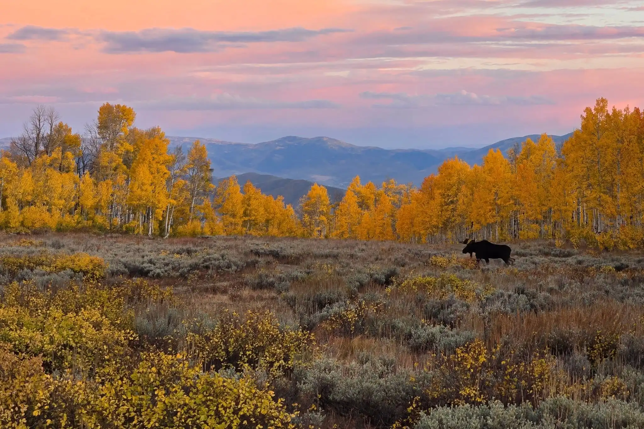 Moose in a field with yellow autumn trees and mountains under a pink sunset sky.