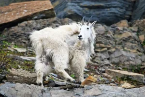 White mountain goat standing on rocky terrain, looking back over its shoulder.