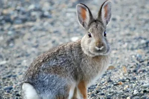 A brown and gray rabbit sitting on a gravel surface, looking toward the camera.