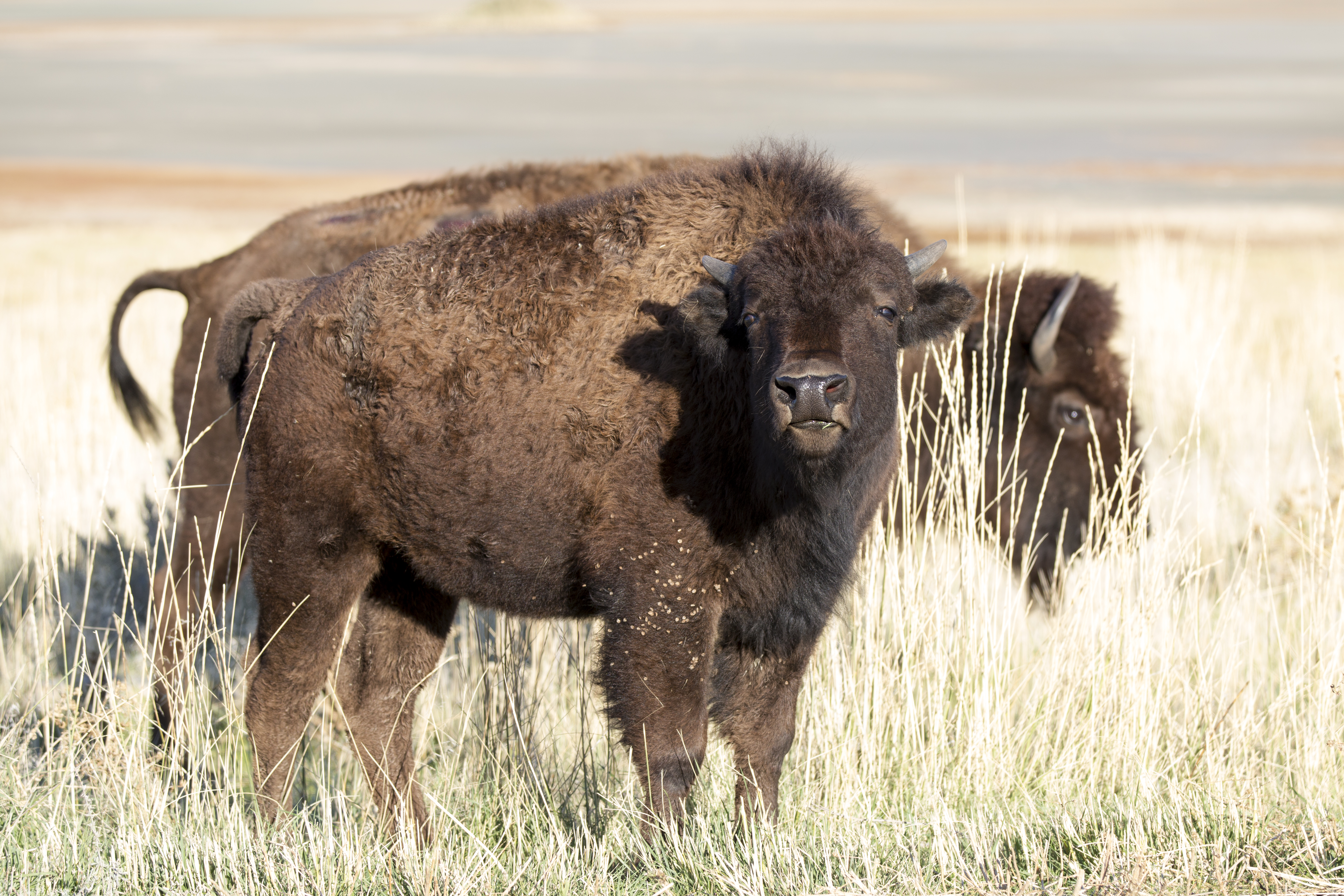 Staying Safe Around Bison at Antelope Island