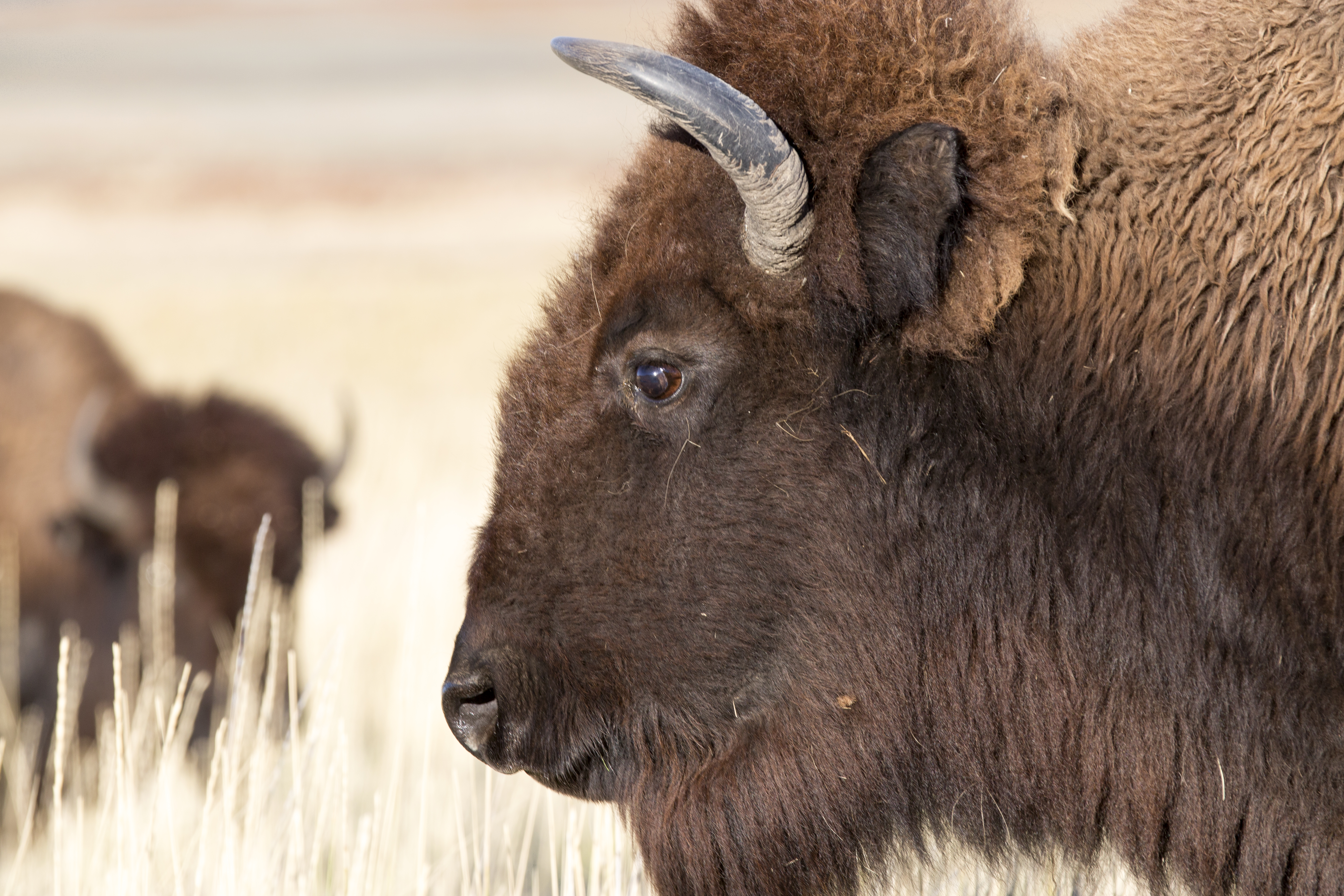 Staying Safe Around Bison at Antelope Island