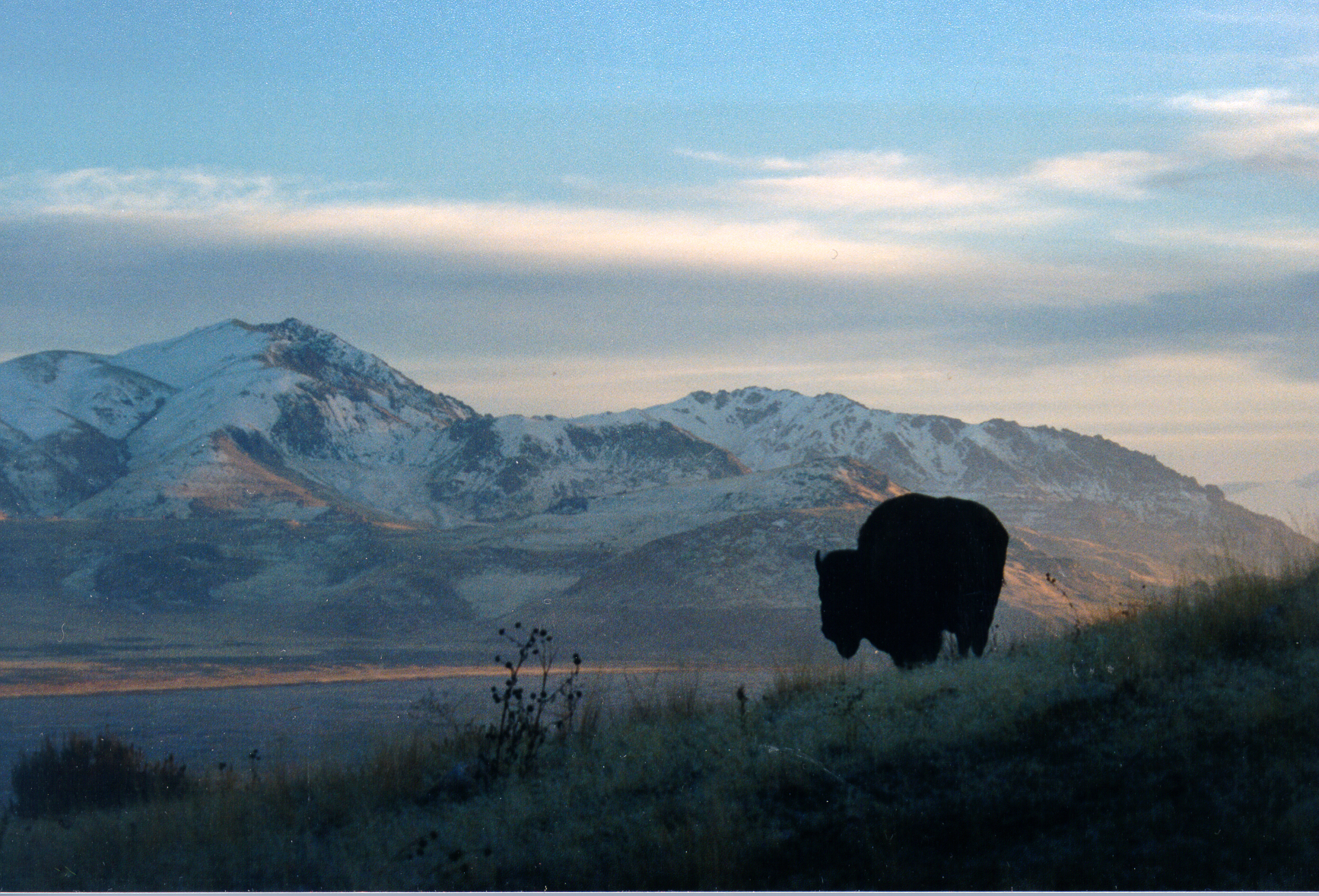 Staying Safe Around Bison at Antelope Island