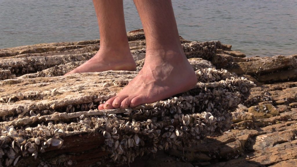 Additional Resources to Help in Fight Against Quagga Mussels Utah