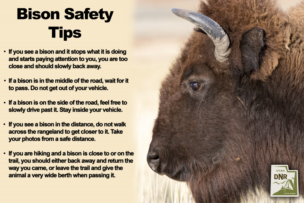 Bison Safety | Utah State Parks