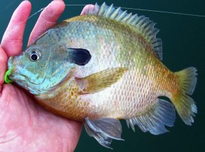 Anglers Must Release Bluegill Caught At Steinaker, Pelican Lake 