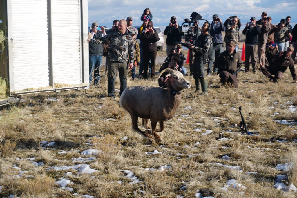 Antelope Island Bighorn Sheep