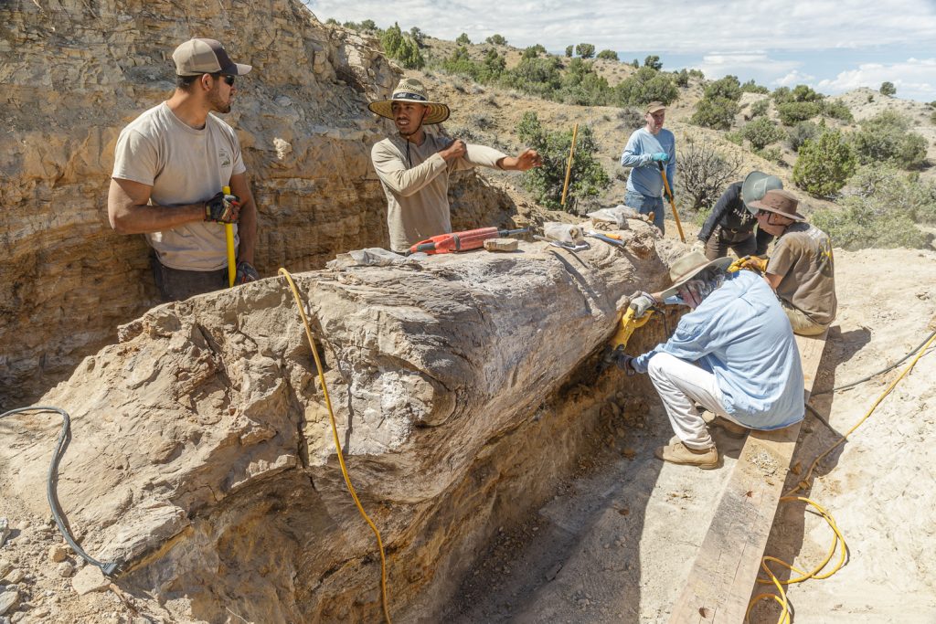 Incredible 12-Foot Long Fossil Log Recovered from the Morrison ...