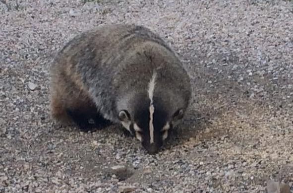 Mammals | Utah State Parks