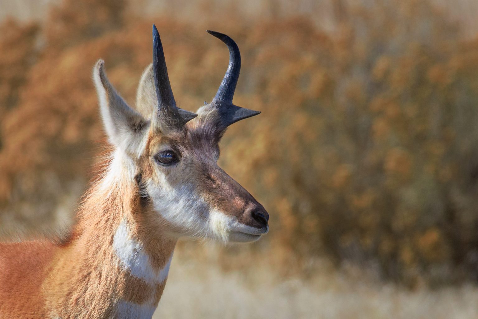 Mammals | Utah State Parks