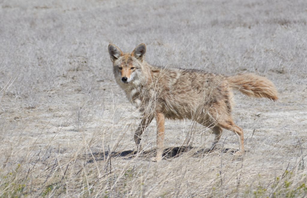 Mammals | Utah State Parks