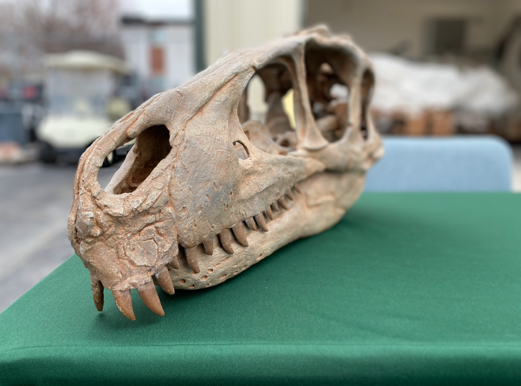 Utahraptor Skull