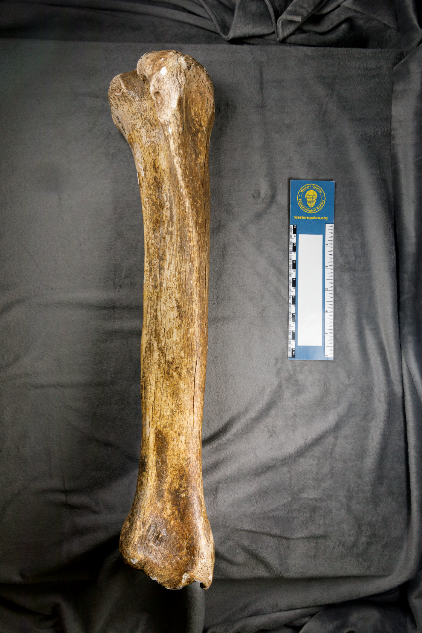 a large bone
