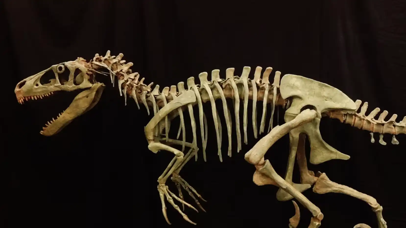dinosaur skeleton